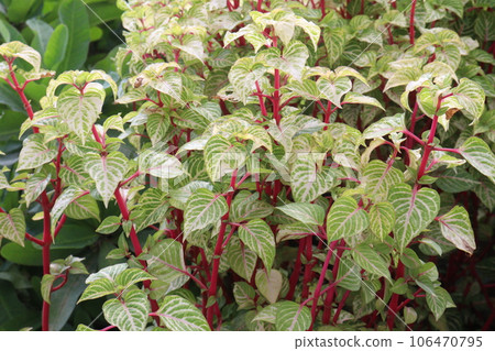 Yellow Painted Bloodleaf also called Iresine herbstii plant Yellow Painted Bloodleaf also called Iresine herbstii plant 106470795