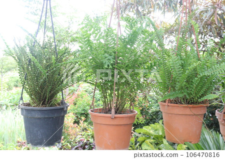 Fern Plant on farm for harvest Fern Plant on farm for harvest 106470816