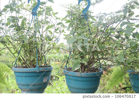 Anastasia Hanging tree on hanging pot Anastasia Hanging tree on hanging pot 106470817