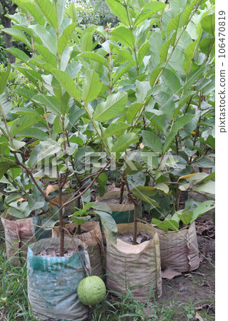 Guava Tree Grafted on pot in farm Guava Tree Grafted on pot in farm 106470819