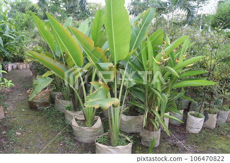 Orange Heliconia flower plant on farm Orange Heliconia flower plant on farm 106470822
