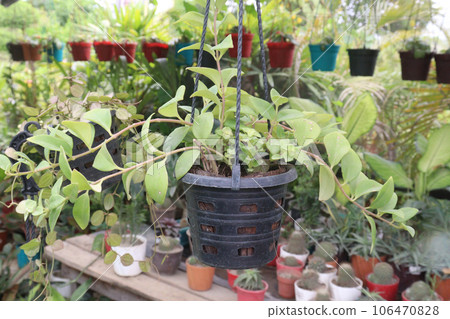 Dischidia ovata leaf plant on hanging pot in farm Dischidia ovata leaf plant on hanging pot in farm 106470828