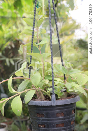 Dischidia ovata leaf plant on hanging pot in farm Dischidia ovata leaf plant on hanging pot in farm 106470829