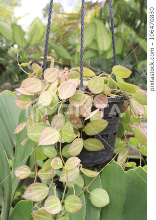 Dischidia ovata leaf plant on hanging pot in farm Dischidia ovata leaf plant on hanging pot in farm 106470830