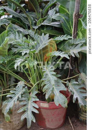 Thaumatophyllum xanadu plant on pot in farm Thaumatophyllum xanadu plant on pot in farm 106470838