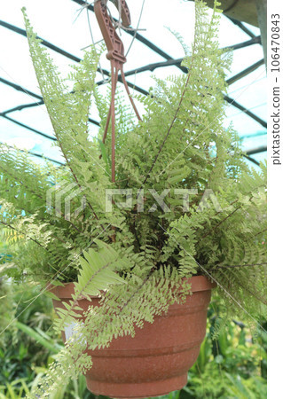 Nephrolepis Cordifolia (Tuber Ladder Fern) tree on hanging pot 106470843