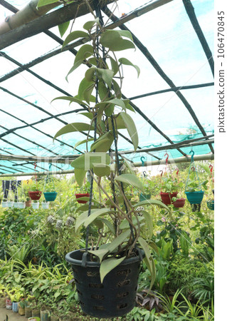 Hoya carnosa tree on hanging pot Hoya carnosa tree on hanging pot 106470845