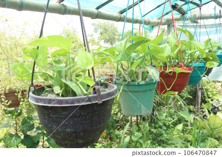 Devil's ivy tree on hanging pot in farm 106470847