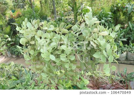 Dischidia leaf on hanging pot in farm Dischidia leaf on hanging pot in farm 106470849