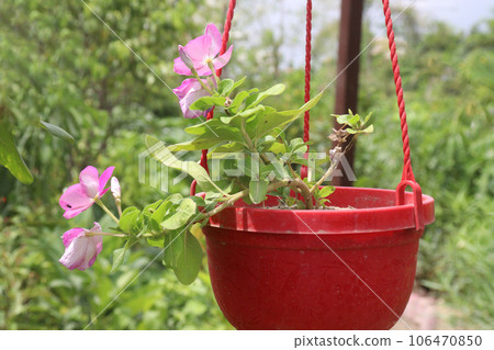 Vinca Hanging plant on farm 106470850