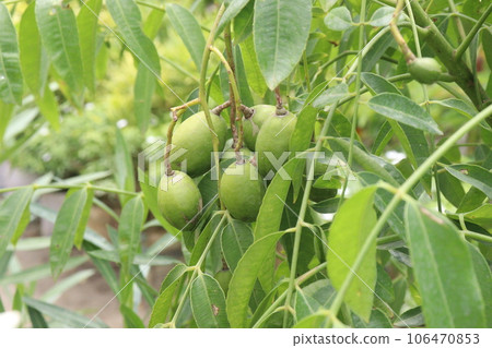 Spondias dulcis fruit with tree on farm for cultivate Spondias dulcis fruit with tree on farm for cultivate 106470853