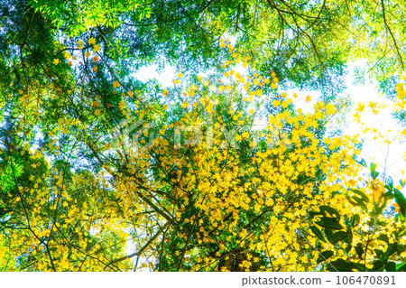 岡山縣備前市吉長町初冬、秋葉和綠樹梢的八藤寺故鄉 106470891