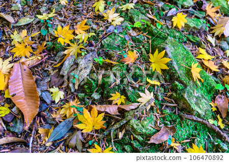 初冬的八都寺故里村 楓葉落下、苔蘚覆蓋的石頭 岡山縣備前市吉長町 106470892