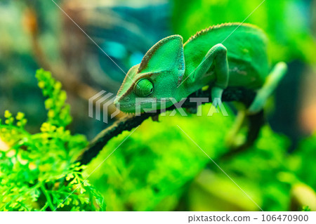 A green chameleon on a branch in a terrarium. A green chameleon on a branch in a terrarium. 106470900