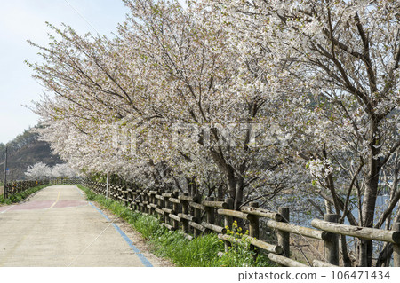 Yeongsan River bicycle path 106471434