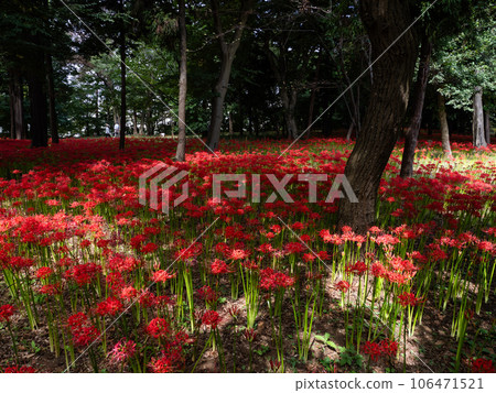 A cluster of bright red cluster spider lilies blooming in the forest (Murakami Ryokuchi Park, Yachiyo City, Chiba Prefecture) A cluster of bright red cluster spider lilies blooming in the forest (Murakami Ryokuchi Park, Yachiyo City, Chiba Prefecture) 106471521