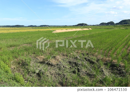 A rice field loaded with rice husks left after rice harvesting. A rice field loaded with rice husks left after rice harvesting. 106471530