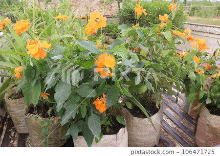 crossandra flower tree on farm 106471725