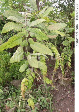 Phyllodium longipes leaf plant on farm Phyllodium longipes leaf plant on farm 106471727