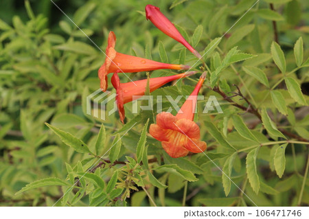 Trumpet vine flower plant on farm Trumpet vine flower plant on farm 106471746
