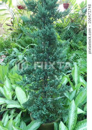 Sawara cypress tree on farm Sawara cypress tree on farm 106471748