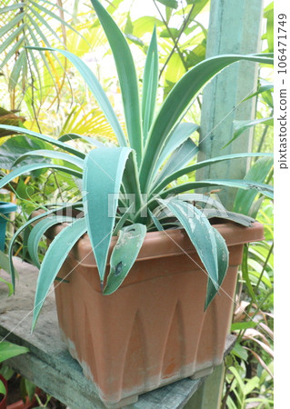 Agave leaf plant on pot in farm 106471749