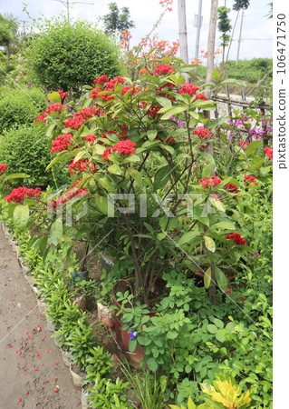 Ixora coccinea flower plant on farm 106471750