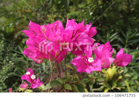Bougainvillea spectabilis flower plant on nursery Bougainvillea spectabilis flower plant on nursery 106471755