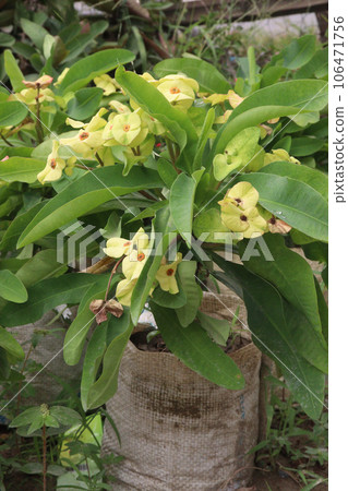 Crown-of-thorns flower tree on farm Crown-of-thorns flower tree on farm 106471756