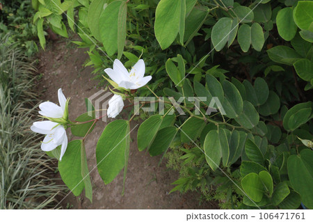 Bauhinia acuminata white orchid plant on nursery Bauhinia acuminata white orchid plant on nursery 106471761