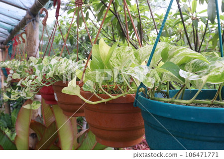 Devil's ivy tree on hanging pot in farm 106471771