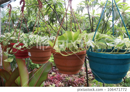 Devil's ivy tree on hanging pot in farm 106471772