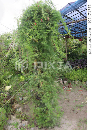 Cypress vine flower plant on farm Cypress vine flower plant on farm 106471775