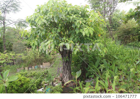 Sacred fig tree on farm Sacred fig tree on farm 106471777