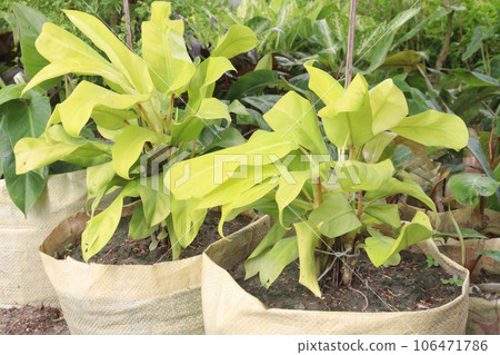 Philodendron Malay Gold leaf plant on farm - Stock Photo [106471786] - PIXTA