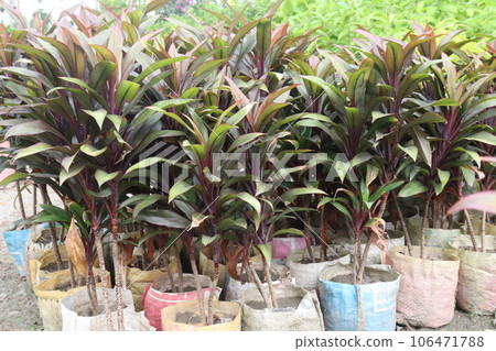 cordyline fruticosa commonly called ti plant on farm 106471788