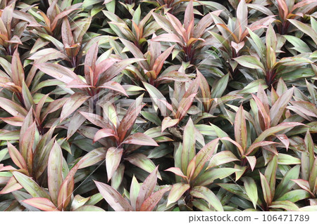 cordyline fruticosa commonly called ti plant on farm cordyline fruticosa commonly called ti plant on farm 106471789