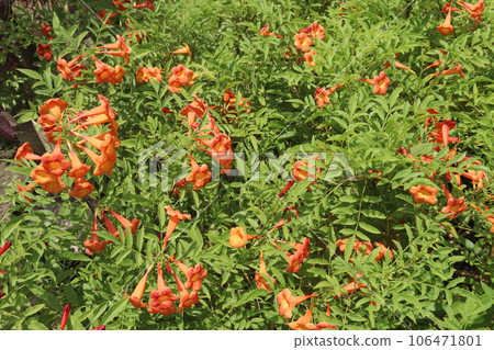 Trumpet vine flower plant on farm 106471801