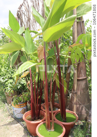 Thalia Geniculata leaf plant on farm 106471808