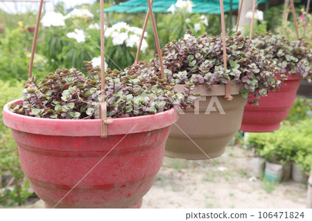 Succulent Callisia repens gold leaf plant on hanging pot Succulent Callisia repens gold leaf plant on hanging pot 106471824