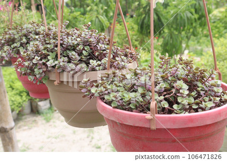 Succulent Callisia repens gold leaf plant on hanging pot 106471826