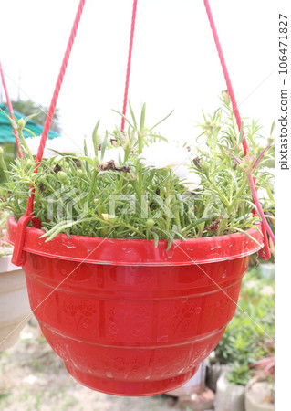 Moss-rose purslane flower on hanging pot 106471827