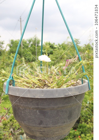 Moss-rose purslane flower on hanging pot Moss-rose purslane flower on hanging pot 106471834