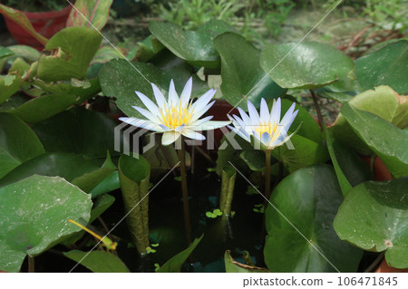 Pygmy water lily flower plant on pot in farm 106471845