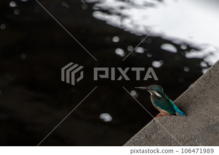 翠鳥在天空警告 106471989