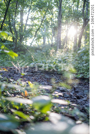 Light into the forest 106472201