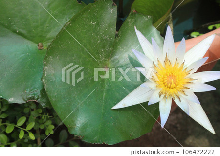 Pygmy water lily flower plant on pot in farm 106472222