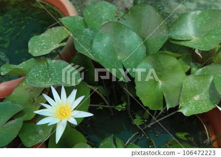 Pygmy water lily flower plant on pot in farm Pygmy water lily flower plant on pot in farm 106472223