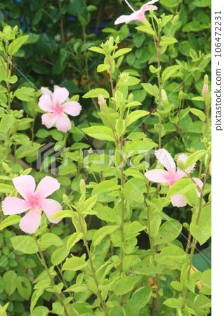 pink colored shoeblackplant flower on garden pink colored shoeblackplant flower on garden 106472231