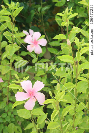 pink colored shoeblackplant flower on garden pink colored shoeblackplant flower on garden 106472232